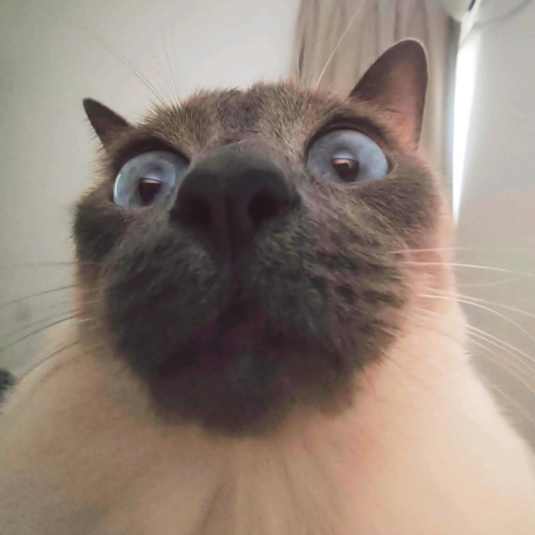 这个世界太他妈坏了卧槽🐱