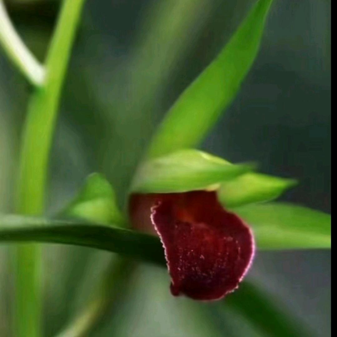 小贵绿植