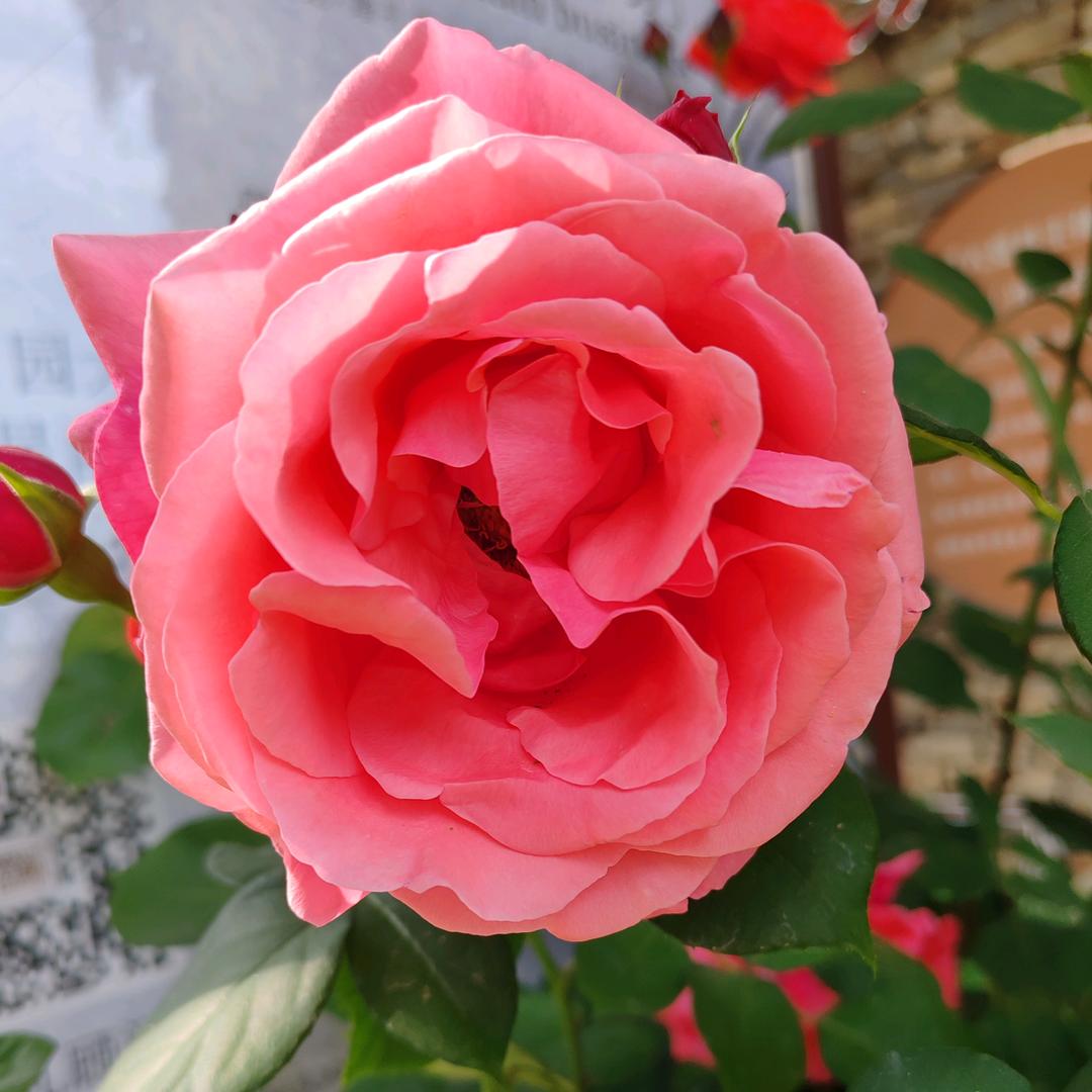 所有经历都是成长👿👿