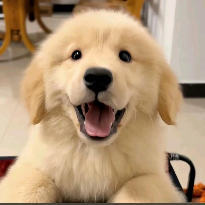 蓝羡洋