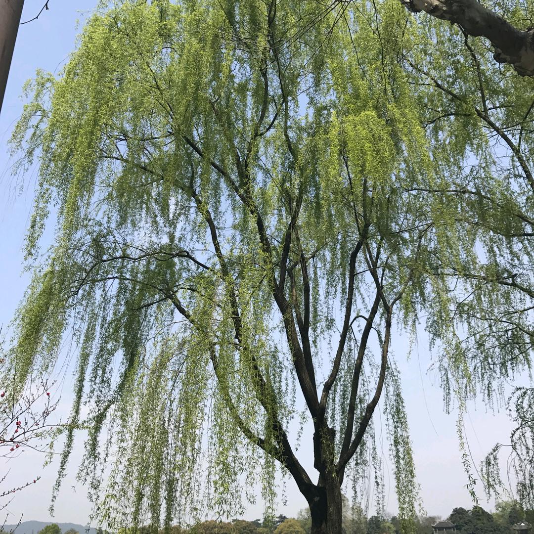 我心永恒