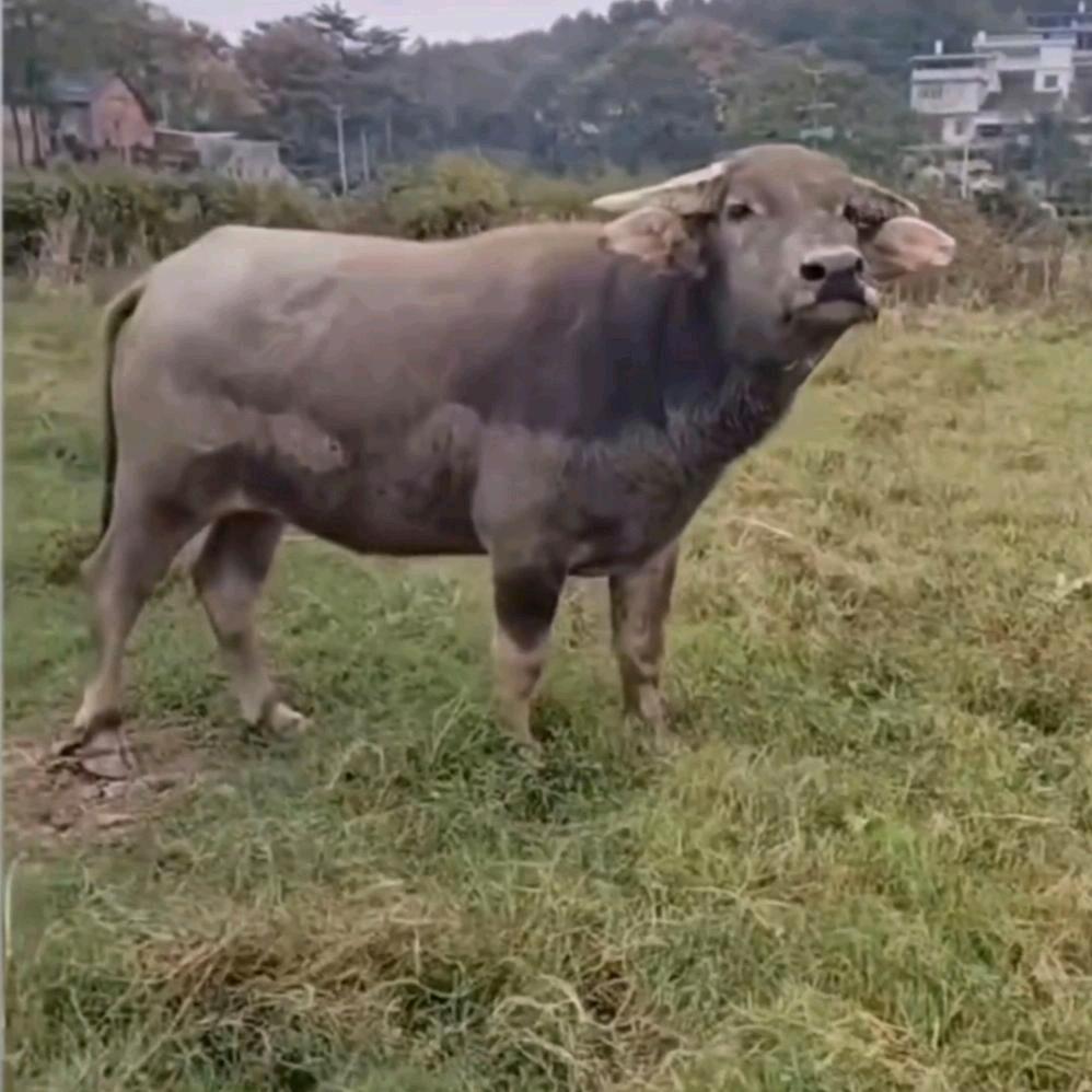 智新