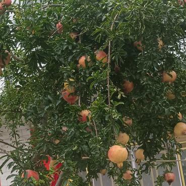 黄家大院生态农庄