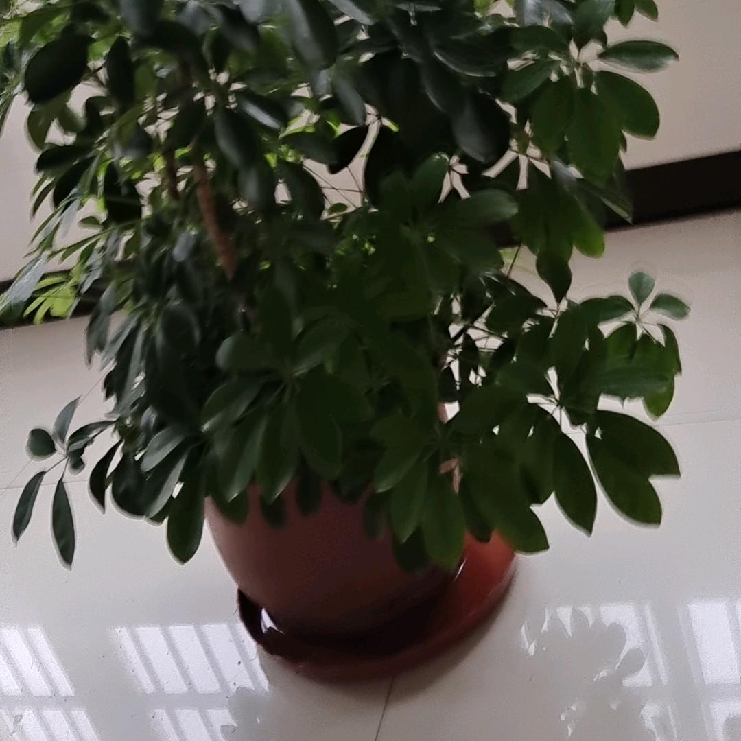 性格直爽