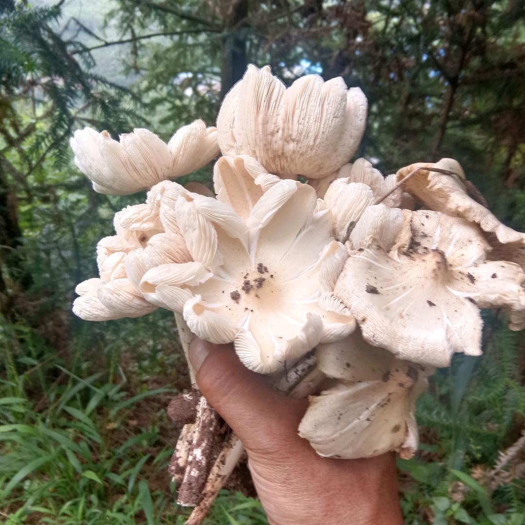 坚持胜利