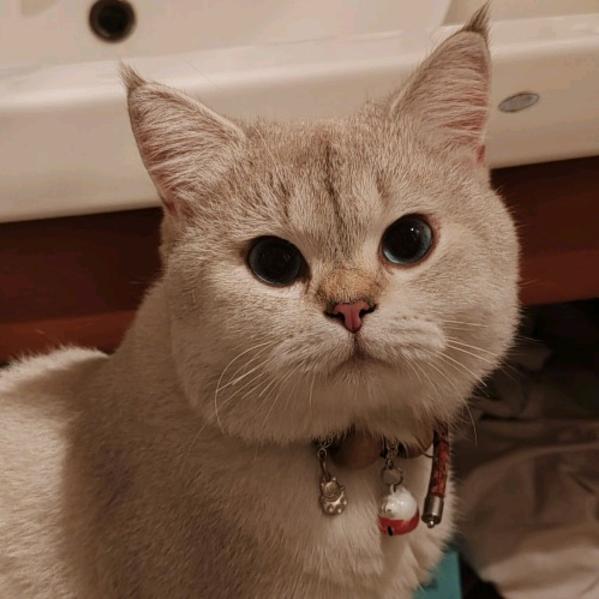 番茄