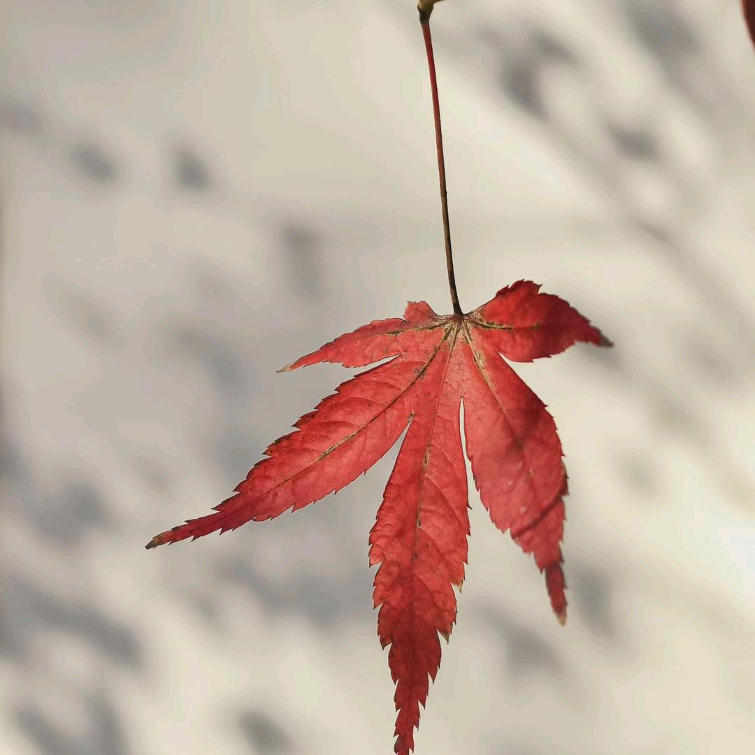 晚枫🍁