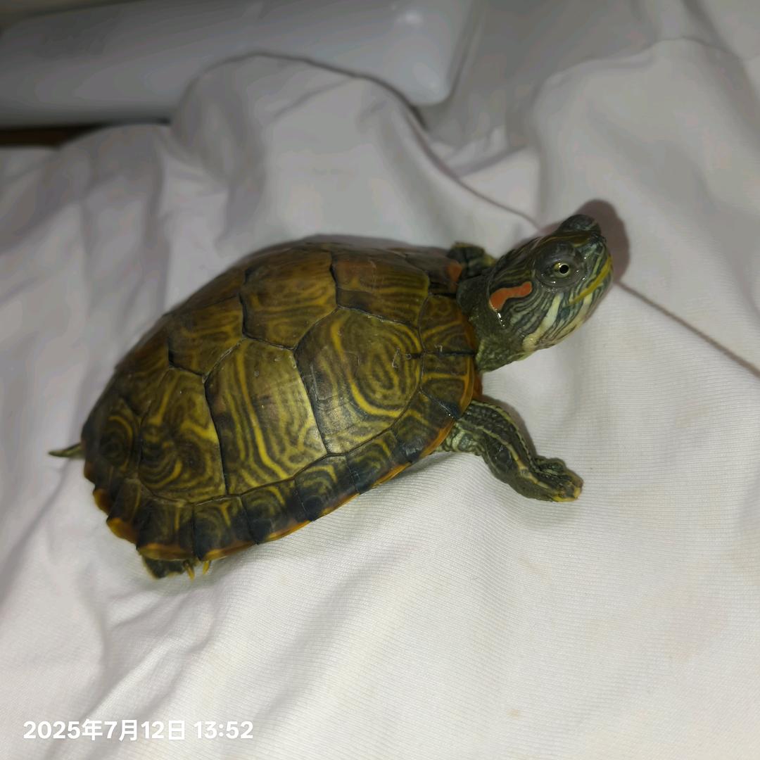 二小姐