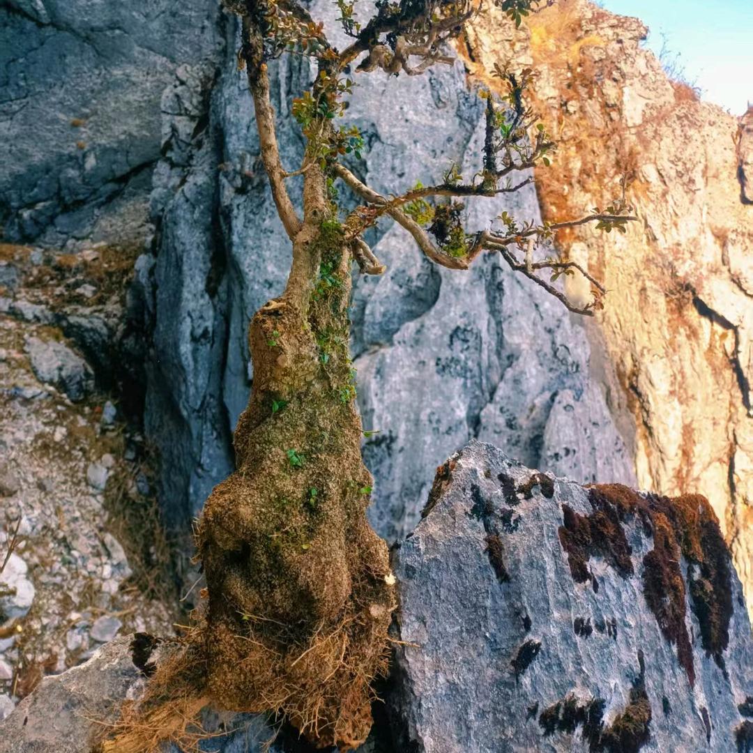 小马绿植园