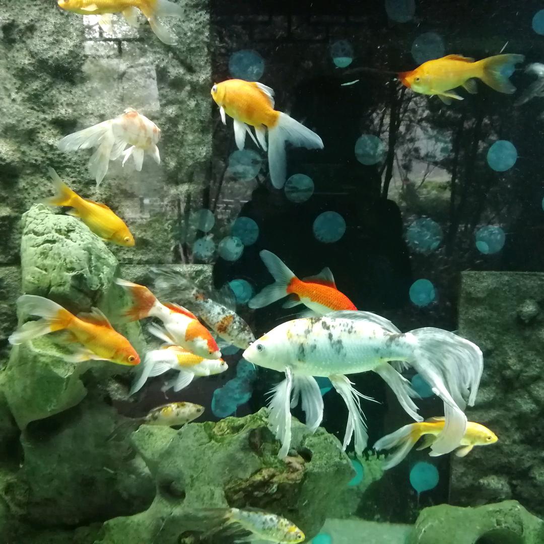 打个酱油