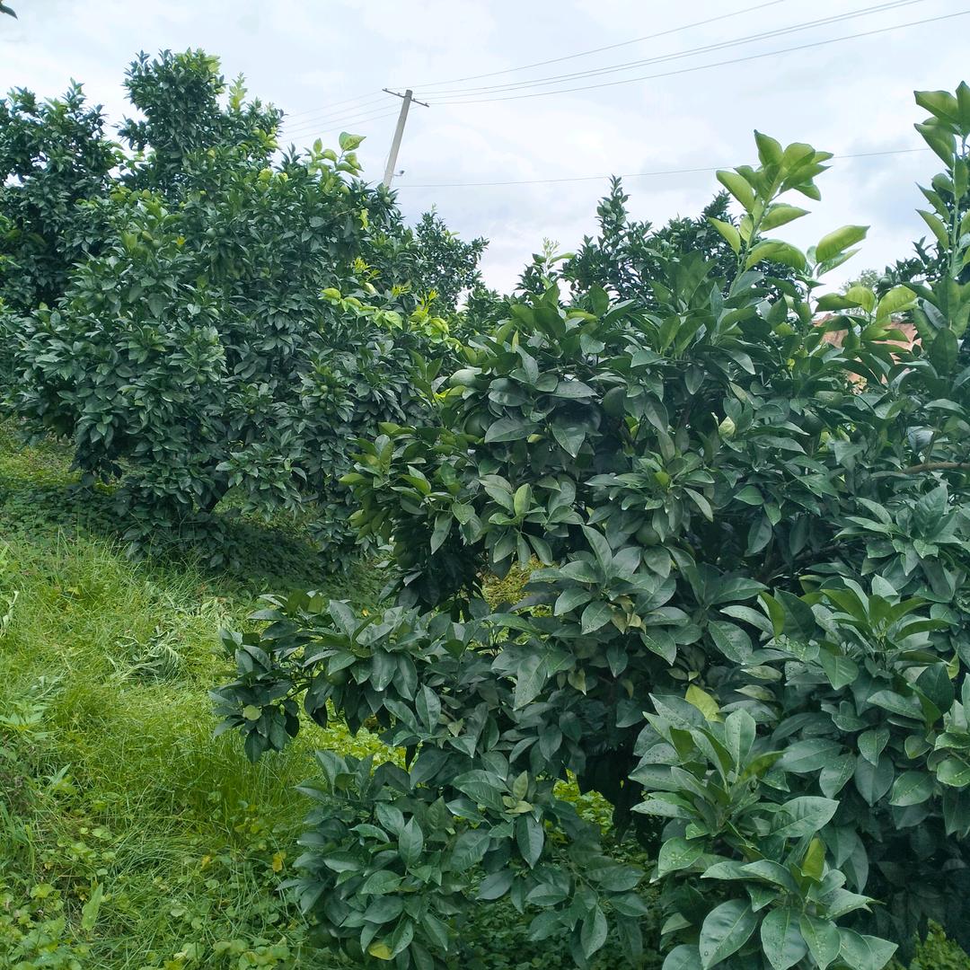 mingrigushih