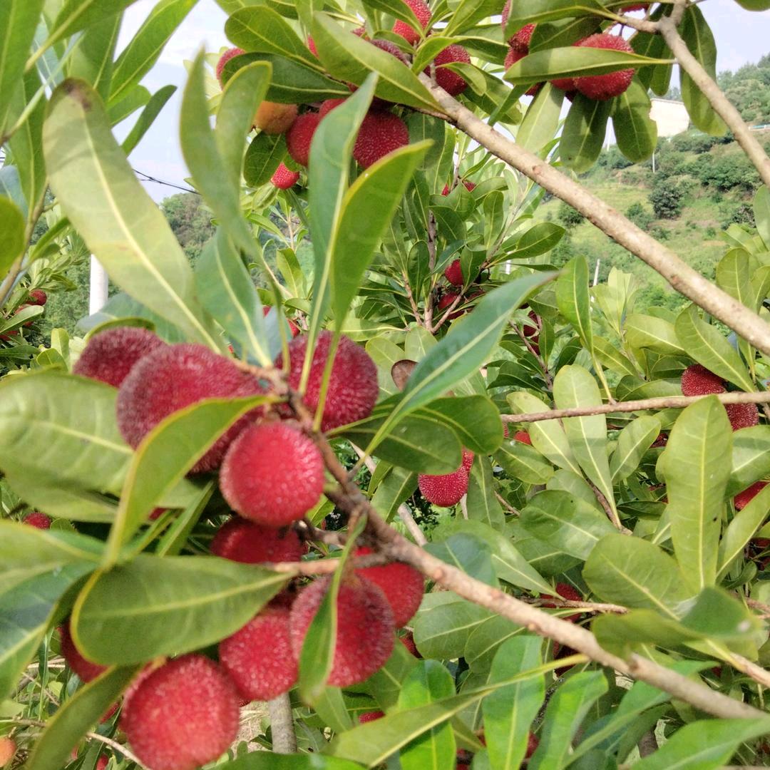 阿波果园～杨梅种植户