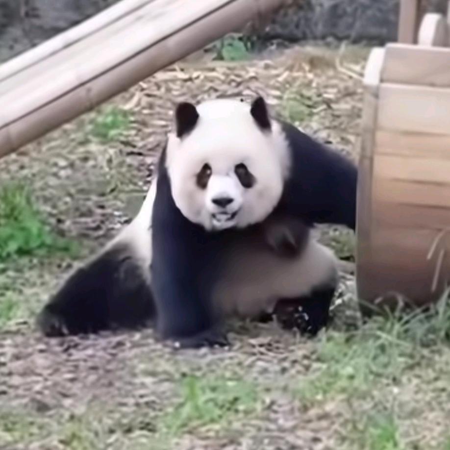 🇨🇳蹲在茅坑里逗蛆玩🇨🇳