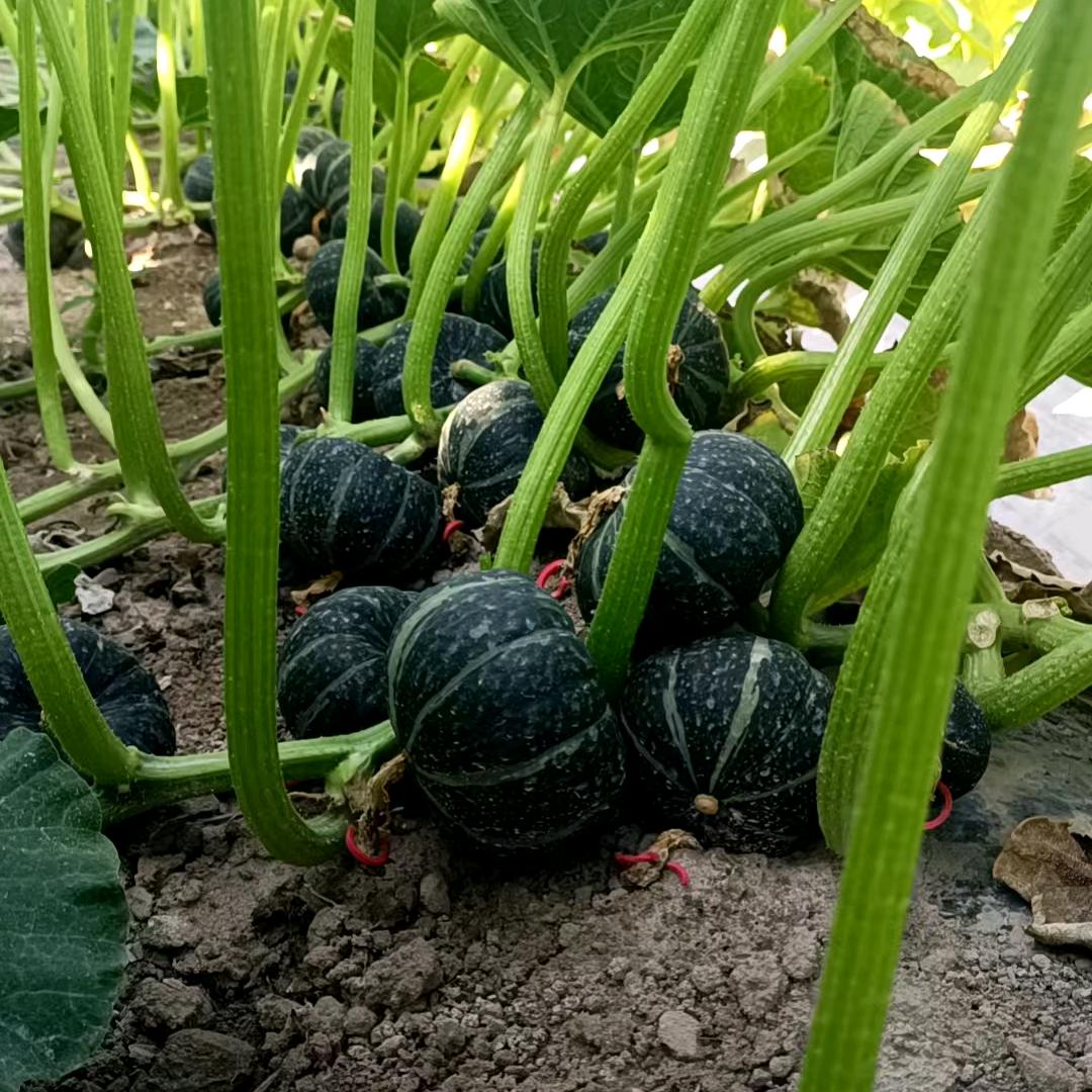 贝贝南瓜种植