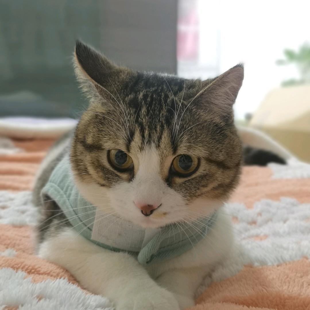 爽朗的则安之