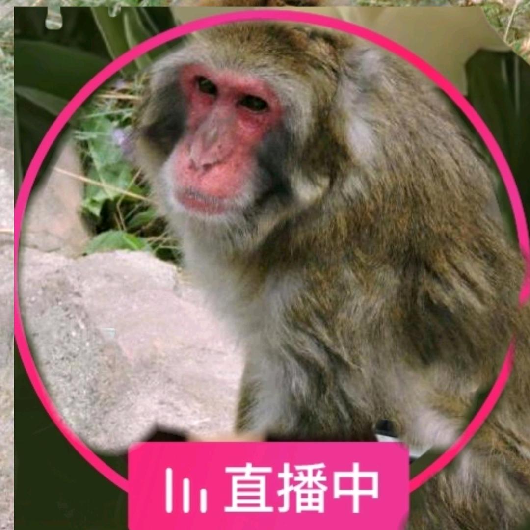 满山猴子我腚最红🌻