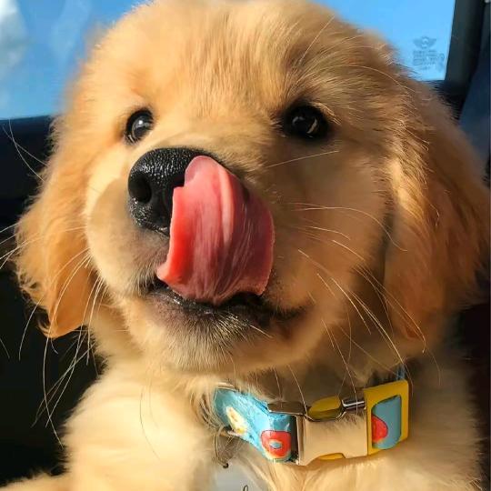 糖宝萌宠犬舍