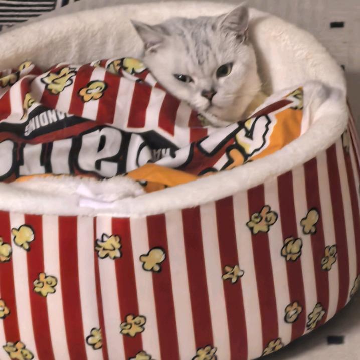 紧实的猕猴桃🥝