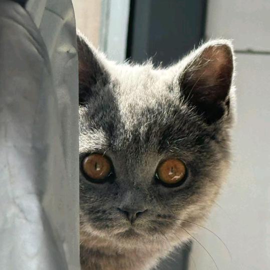 佳