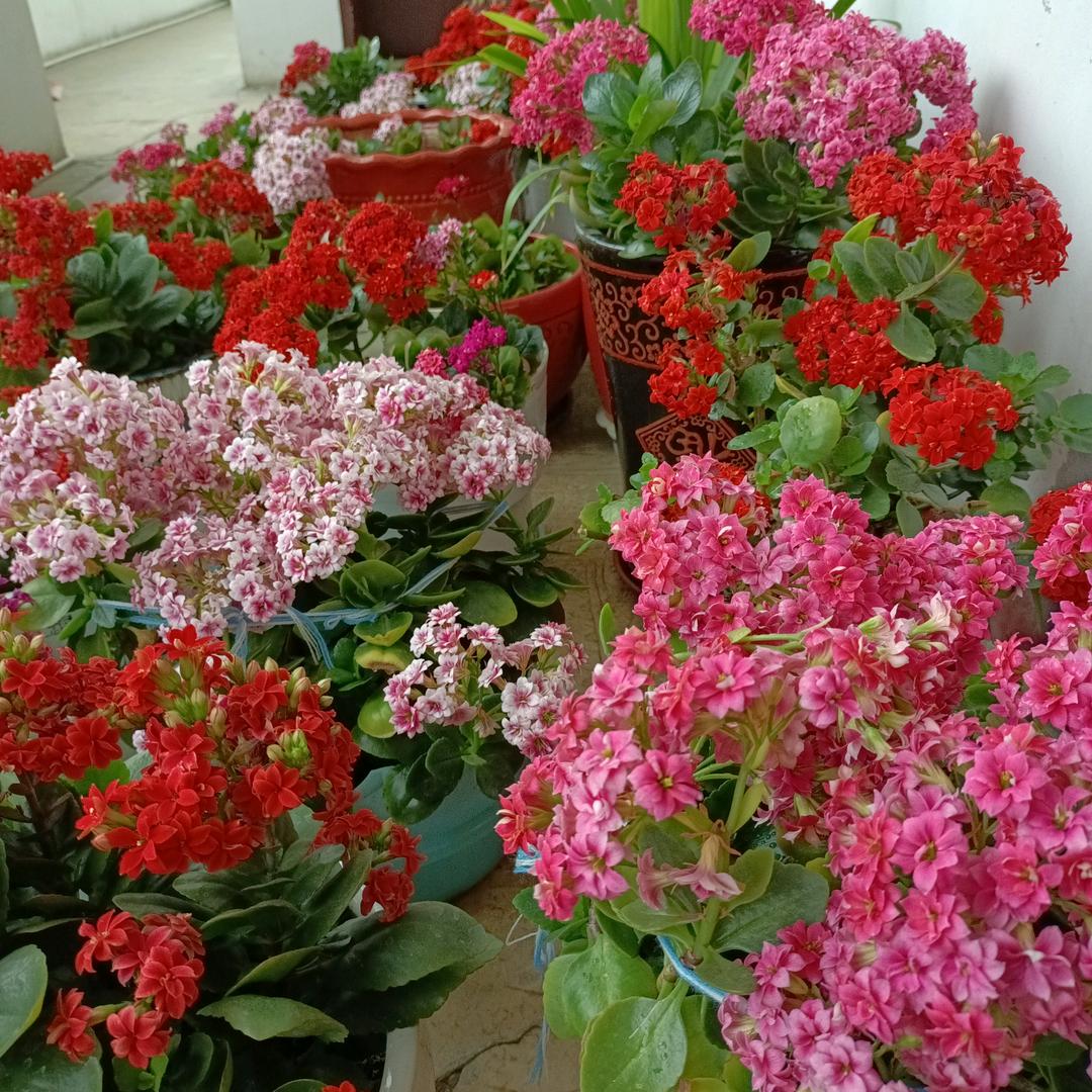 周凤芹