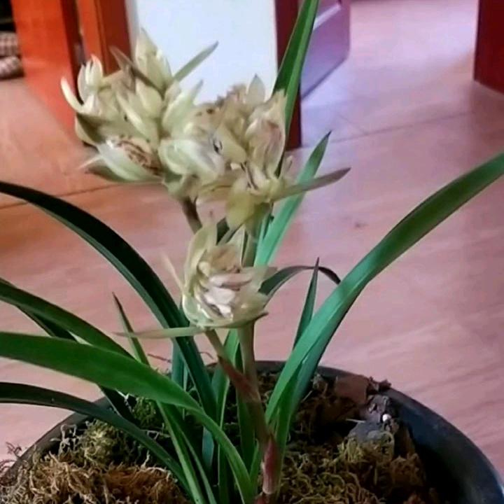 兰花开了