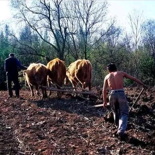 沂蒙山区助农蜜薯干♡慢慢姐