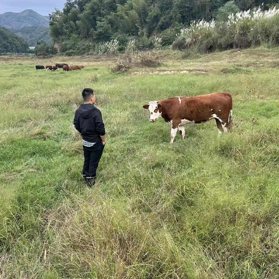 啊龙黄牛肉批发，小号