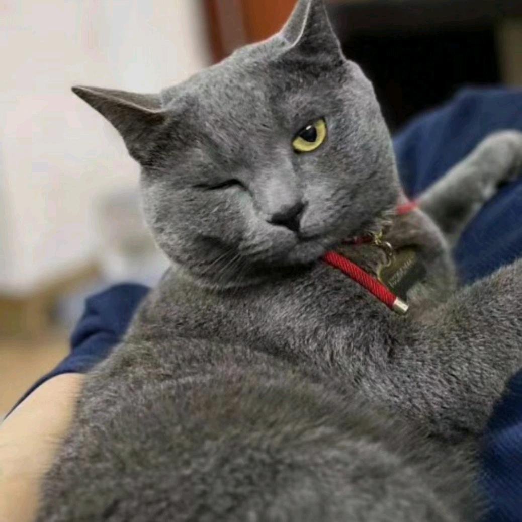 老猫