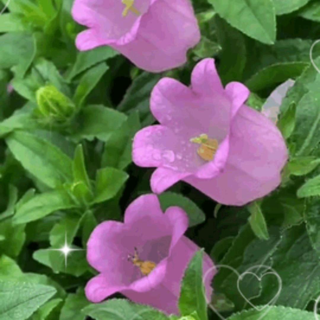 独来独往（晚上十一点开播）