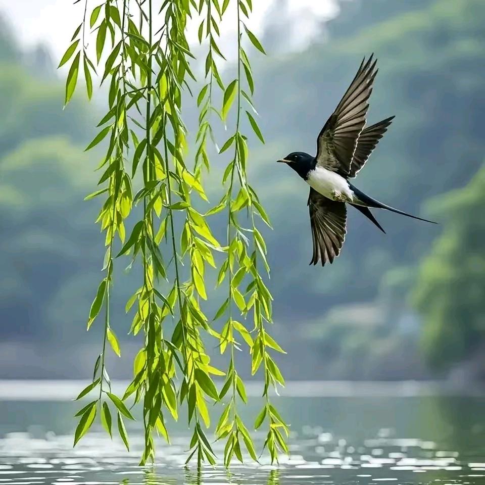 伟哥助农