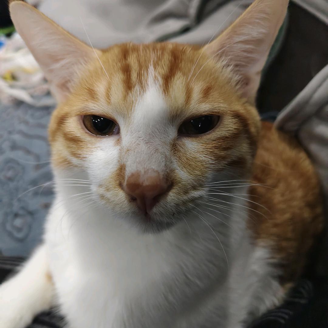 懒懒♥