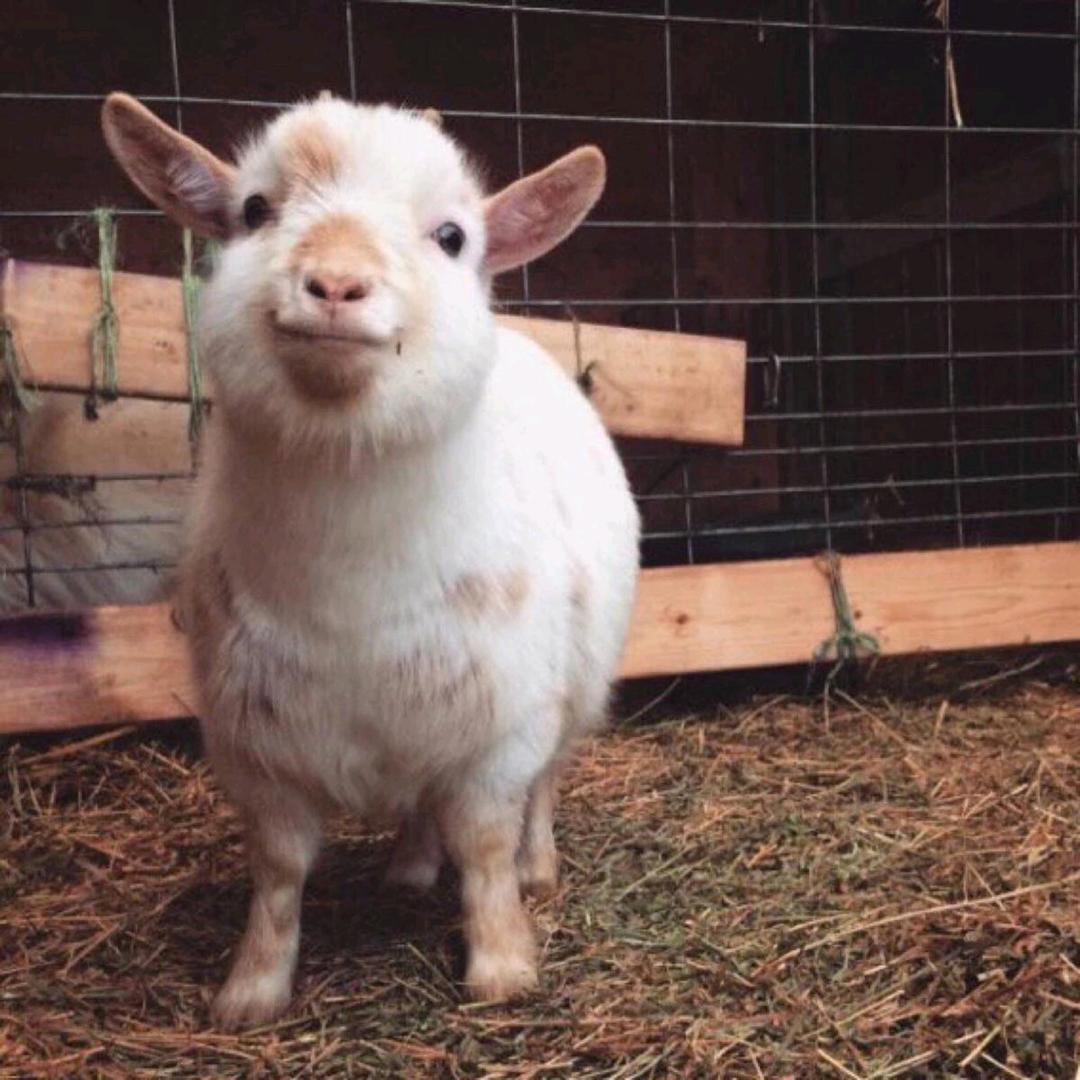 酸酸甜甜就是你