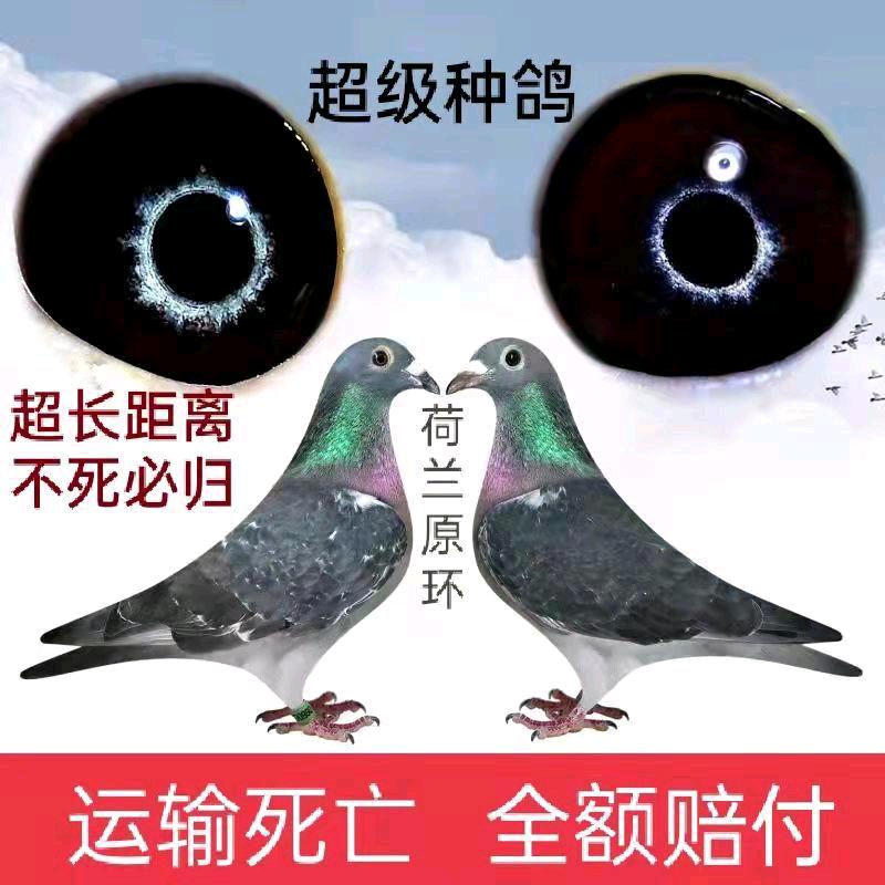 杨阿腾鸽业