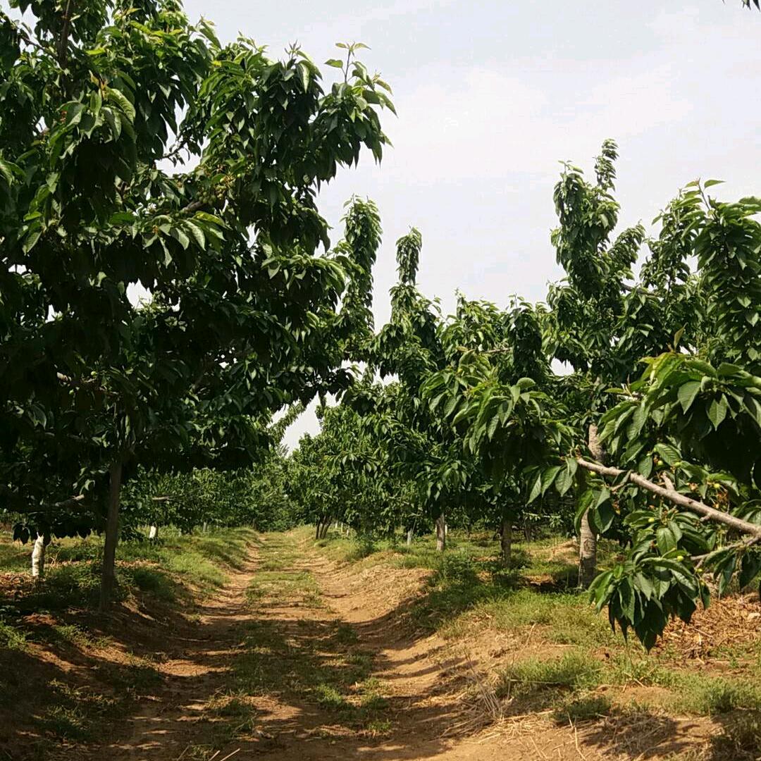 樱桃树下的约定