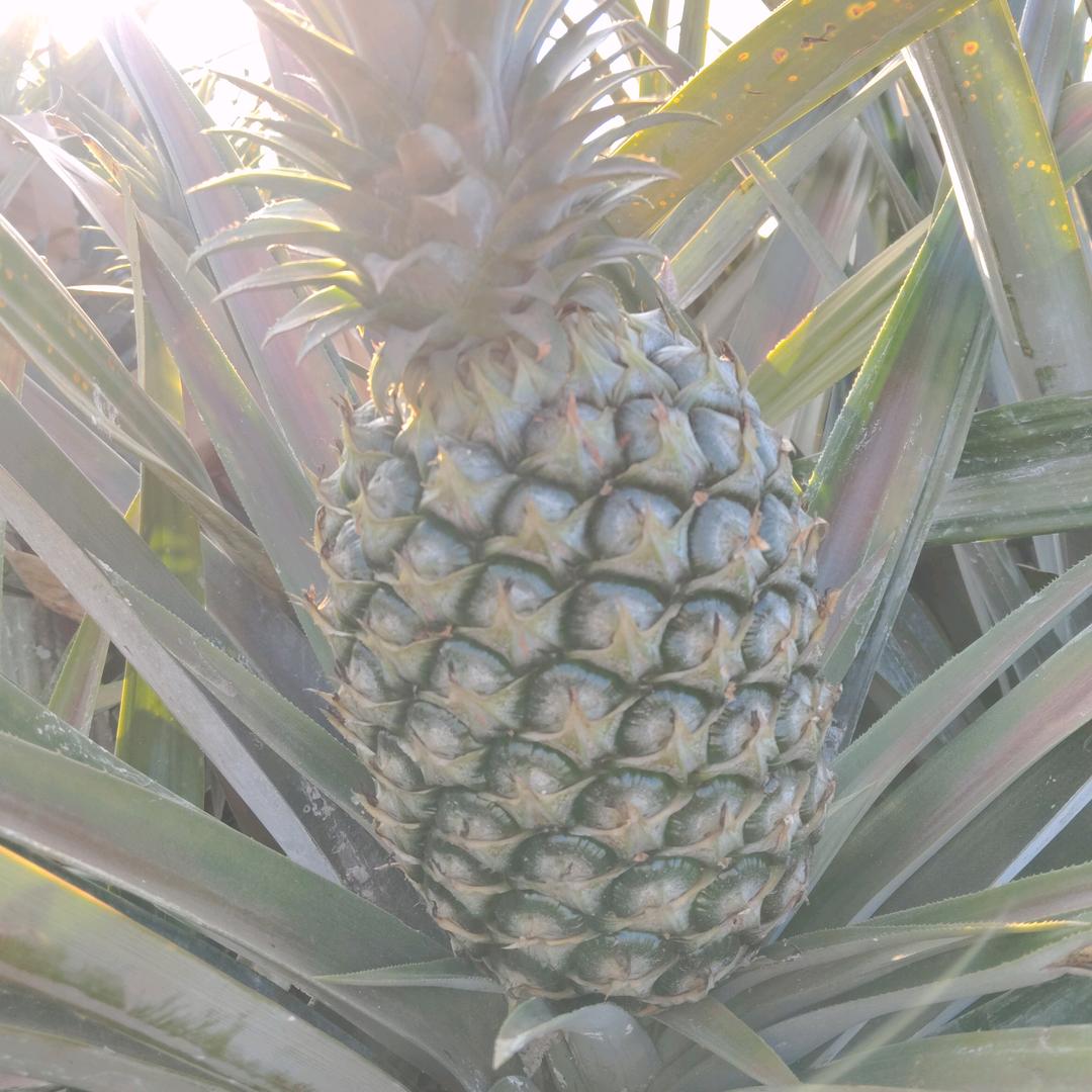 影子🍍