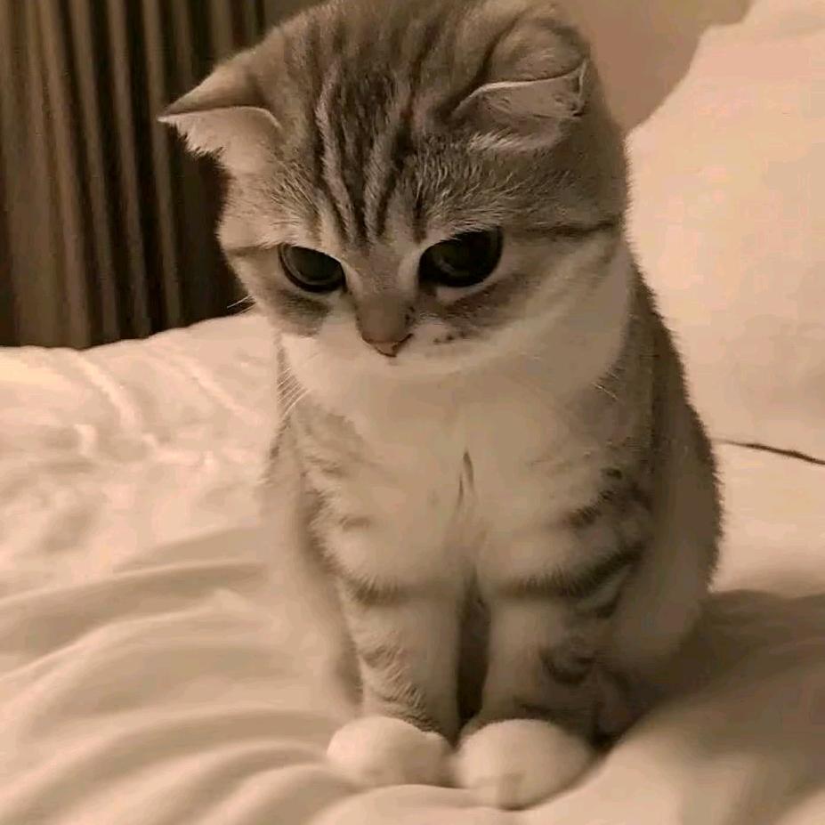 小轩不是睡神xuan