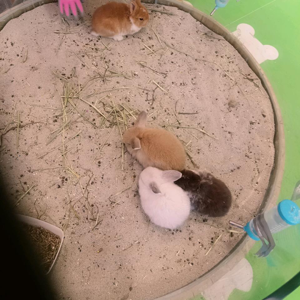 家有小可爱