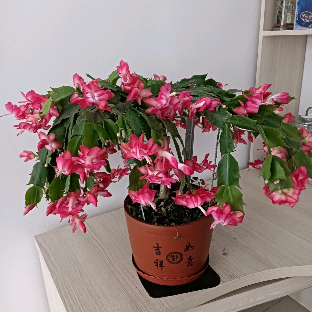 淡然