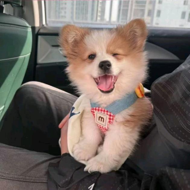 呵呵(ꄱੈˍꄱੈ)