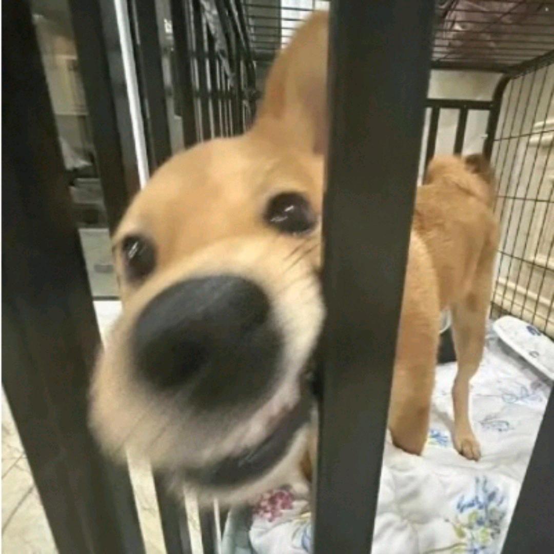 怜花意