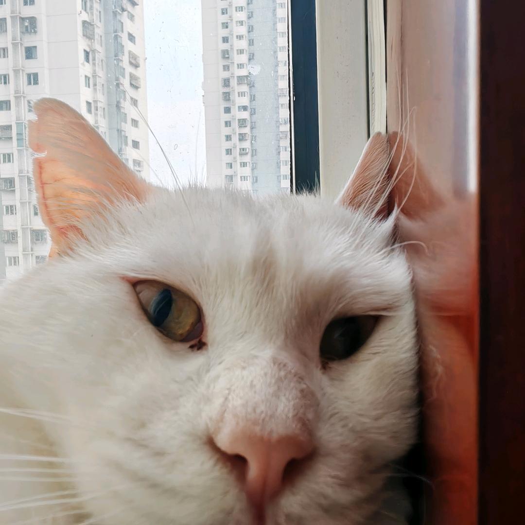 蒸饼儿吃饱就睡觉