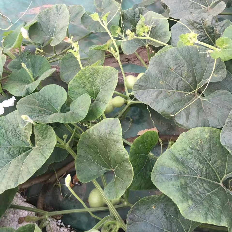 @纵言