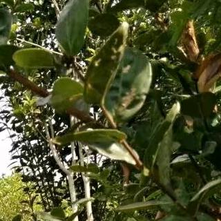 沉默。