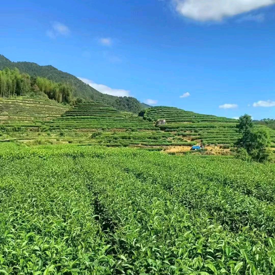 云栖茗茶坊🍵