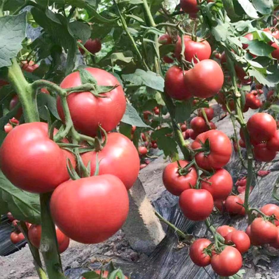 卖苗子的小姐姐