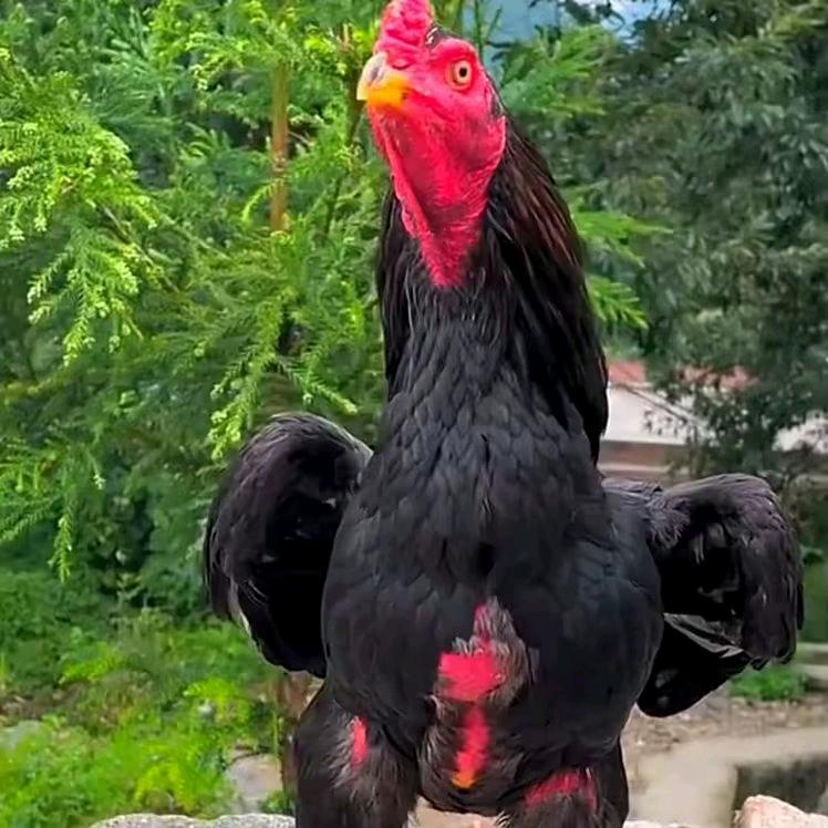 劉哥喂斗（🐔）