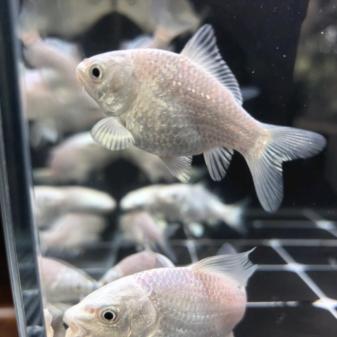 金泽虾业水产品经营部