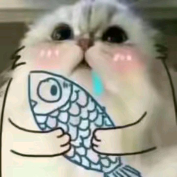 猫meme日记