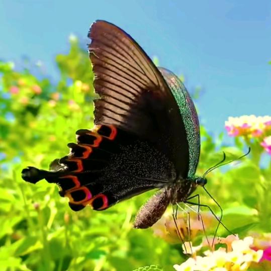 盘丝洞的蜘蛛侠