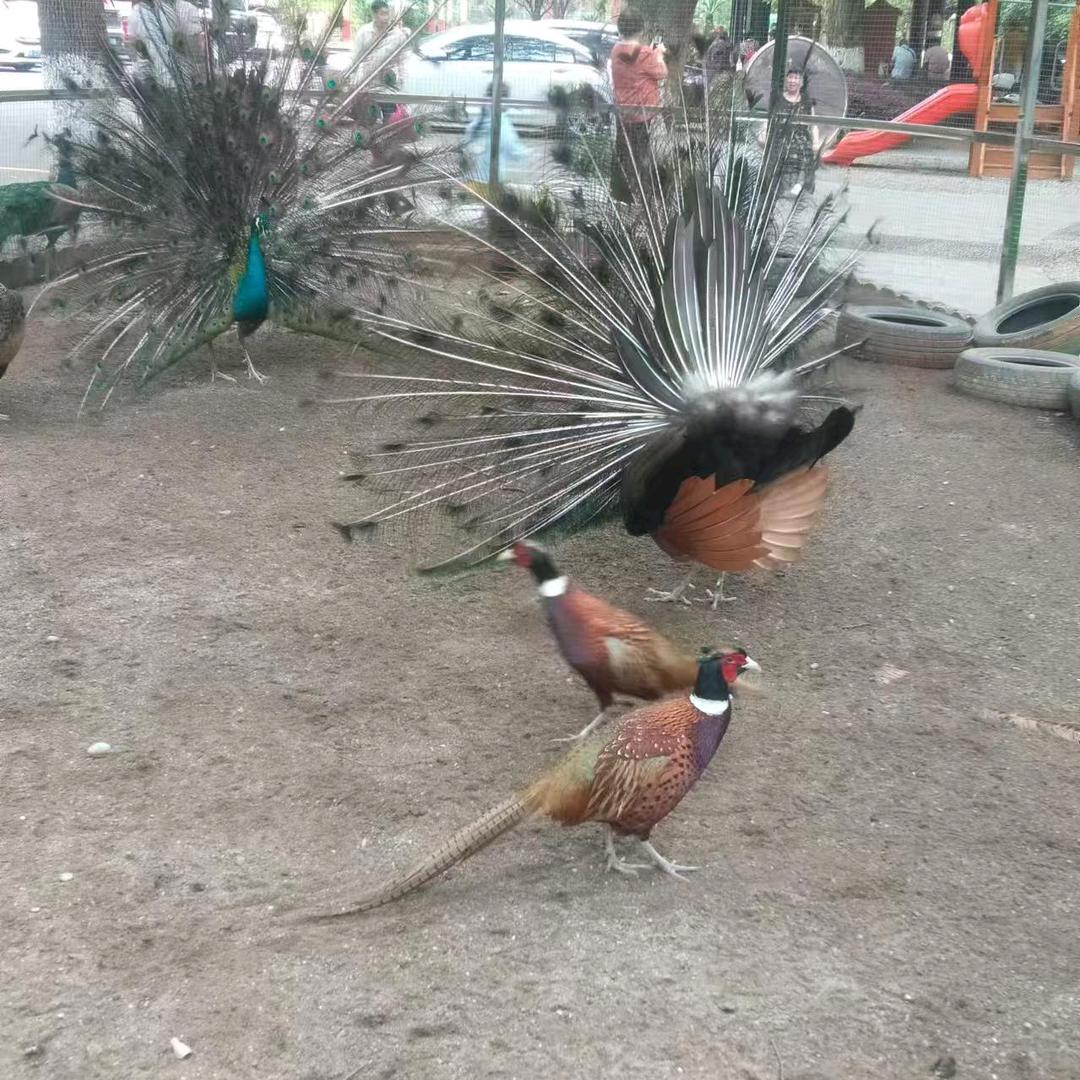 神经病  爱  非洲猪
